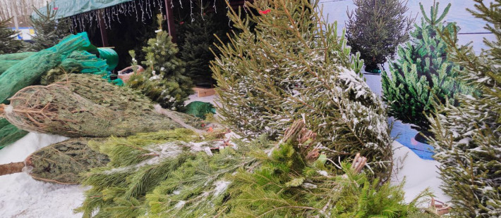 Жителям Пензы предложили экологичный способ расстаться с новогодней ёлкой