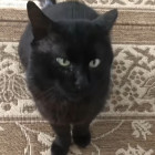 Губернатор Пензенской области Олег Мельниченко рассказал о судьбе кота Тимки