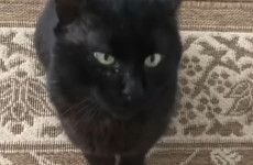 Губернатор Пензенской области Олег Мельниченко рассказал о судьбе кота Тимки