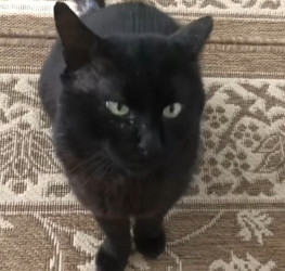 Губернатор Пензенской области Олег Мельниченко рассказал о судьбе кота Тимки