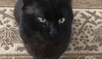 Губернатор Пензенской области Олег Мельниченко рассказал о судьбе кота Тимки