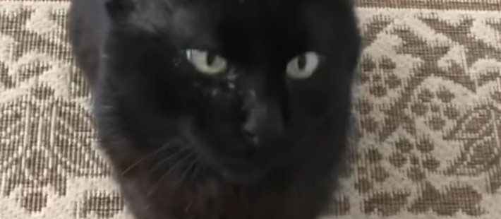 Губернатор Пензенской области Олег Мельниченко рассказал о судьбе кота Тимки