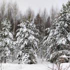 Какая погода ожидается в Пензенской области 20 января?