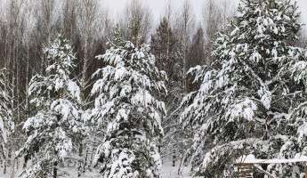 Какая погода ожидается в Пензенской области 20 января?