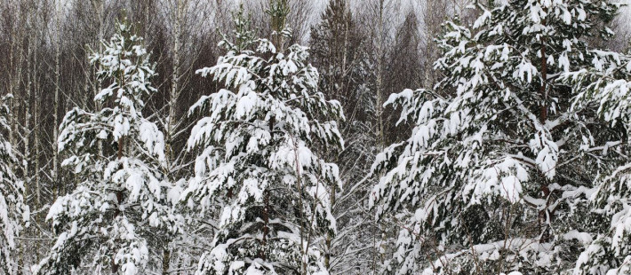 Какая погода ожидается в Пензенской области 20 января?