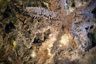 Демонтаж елки на Соборной площади в Пензе оценили в сотни тысяч рублей