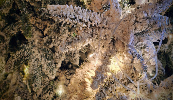 Демонтаж елки на Соборной площади в Пензе оценили в сотни тысяч рублей