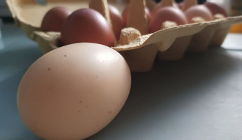 Пензенская область увеличила производство яиц и сбила цены