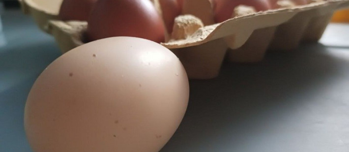 Пензенская область увеличила производство яиц и сбила цены