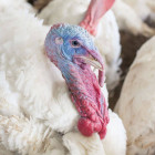 Компания из Пензенской области начала поставки индейки на Филиппины