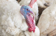 Компания из Пензенской области начала поставки индейки на Филиппины