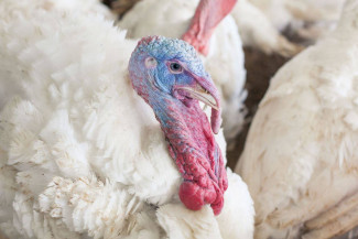 Компания из Пензенской области начала поставки индейки на Филиппины