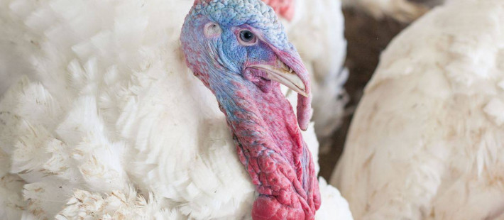 Компания из Пензенской области начала поставки индейки на Филиппины