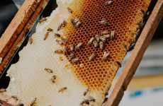 Мед под контролем: в Пензенской области хотят навести порядок в пчеловодстве