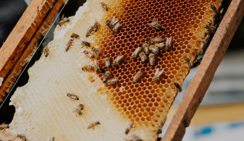 Мед под контролем: в Пензенской области хотят навести порядок в пчеловодстве