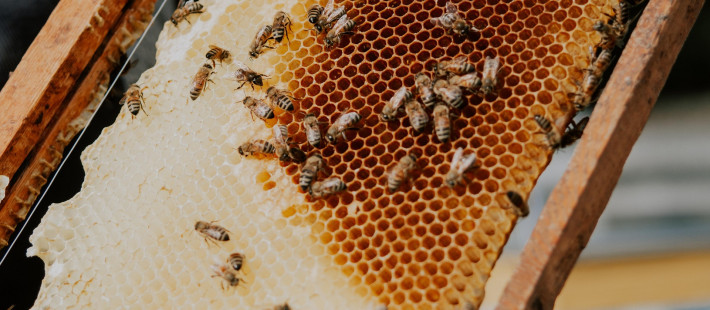 Мед под контролем: в Пензенской области хотят навести порядок в пчеловодстве