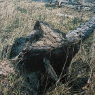 Сосна, инвалидная коляска и суд: житель Заречного, покалеченный деревом, добился компенсации