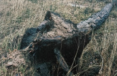 Сосна, инвалидная коляска и суд: житель Заречного, покалеченный деревом, добился компенсации