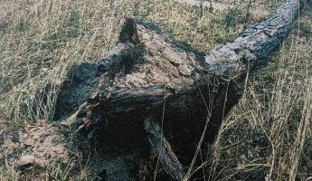 Сосна, инвалидная коляска и суд: житель Заречного, покалеченный деревом, добился компенсации