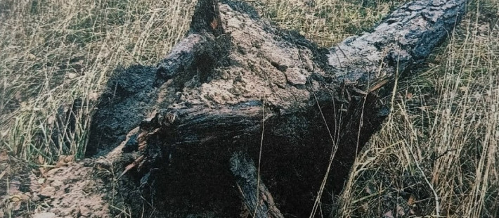 Сосна, инвалидная коляска и суд: житель Заречного, покалеченный деревом, добился компенсации