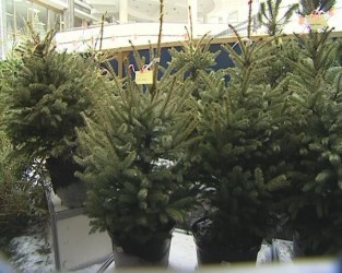 Торговля елками принесет бюджету Пензы более миллиона рублей 