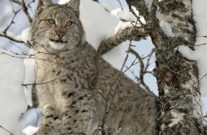 В лесах Пензенской области всё чаще встречается краснокнижная рысь