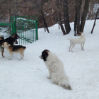 За год в Пензенской области почти 3 тысячи человек пострадали от укусов собак