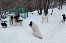 За год в Пензенской области почти 3 тысячи человек пострадали от укусов собак