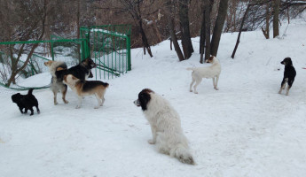 За год в Пензенской области почти 3 тысячи человек пострадали от укусов собак