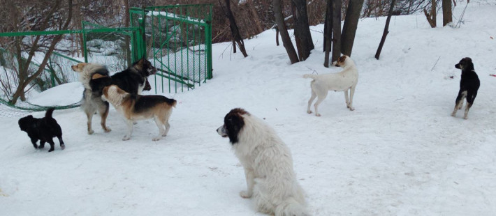 За год в Пензенской области почти 3 тысячи человек пострадали от укусов собак