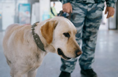 В Пензе полиция с кинологами стянулась к ТЦ в Арбеково — что происходит