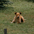 Прокуратура Пензенской области добилась выплат ребенку, укушенному бездомным псом