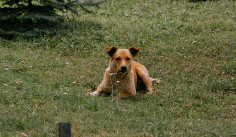 Прокуратура Пензенской области добилась выплат ребенку, укушенному бездомным псом