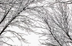 В Лермонтовском сквере в Пензе рухнуло кафе