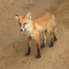 В Пензенской области сняли карантин по бешенству в двух селах Бековского района