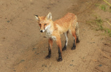 В Пензенской области сняли карантин по бешенству в двух селах Бековского района В Пензенской области сняли карантин по бешенству в двух селах Бековского района