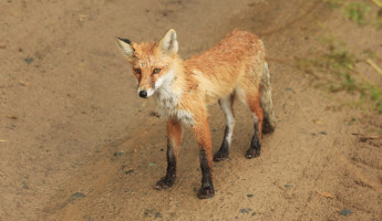 В Пензенской области сняли карантин по бешенству в двух селах Бековского района
