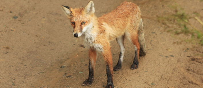 В Пензенской области сняли карантин по бешенству в двух селах Бековского района