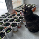 Что продают дачникам? В Пензенской области нашли сомнительные семена