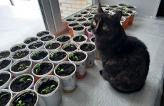 Что продают дачникам? В Пензенской области нашли сомнительные семена