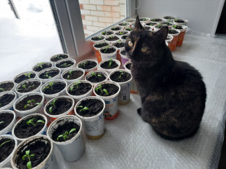 Что продают дачникам? В Пензенской области нашли сомнительные семена