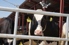 Пензенцы заметили странное исчезновение говядины из магазинов Пензенцы заметили странное исчезновение говядины из магазинов