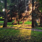 Ахунский сосновый бор в Пензе попадёт под охрану