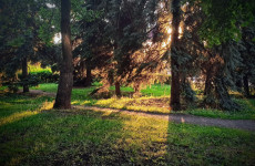 Ахунский сосновый бор в Пензе попадёт под охрану Ахунский сосновый бор в Пензе попадёт под охрану