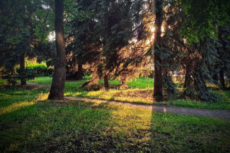 Ахунский сосновый бор в Пензе попадёт под охрану