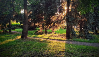 Ахунский сосновый бор в Пензе попадёт под охрану