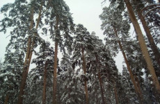 Кто захватывает леса Пензенской области: опубликованы неожиданные цифры