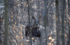 Житель Пензенской области убил лося и попал под суд: наказание оказалось жестким