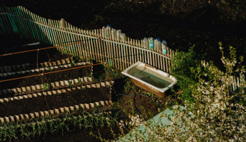 Пензенцы заплатят штраф за некоторые виды шалфея, мимозы и клёна на даче Пензенцы заплатят штраф за некоторые виды шалфея, мимозы и клёна на даче