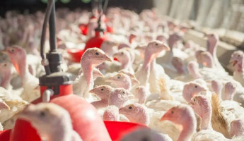 Индейка захватила Пензенскую область: производство разгоняется